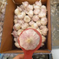 Red Garlic Purple Garlic 2020 Low Price Fresh Garlic from China